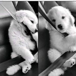 Meet your Posher, Daysi